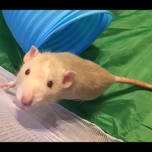 Meet your Posher, Rachel